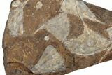 Six Fossil Ginkgo Leaves From North Dakota - Paleocene #188732-2